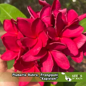 Plumeria rubra, frangipani &#39;kapiolani&#39;. 5 verse zaden 2025 uit Thailand.