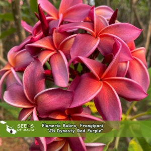 Könnte beinhalten: Nahaufnahme eines Clusters von Plumeria Rubra-Blüten, auch Frangipani genannt, in Rot- und Lilatönen. Die Blütenblätter haben einen Farbverlauf, der von tiefem Rot zu hellem Rosa übergeht. Das Bild enthält den Text "Seeds of Malta" und "JN Dynasty Red Purple."
