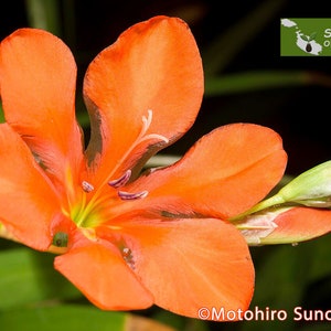Tritonia crocata, Ixia crocata, Flame freezia, South African rock garden perennial, Spring flowering, Orange blazing star, 20 seeds
