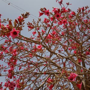 Brachychiton discolor, Lacebark tree, Pink kurrajong, Rare dark color 20-100 fresh seeds October 2024