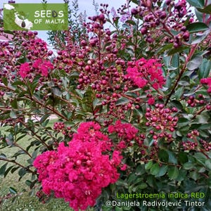 Lagerstroemia indica, Crepe myrtle Red, Fast growing shrub or tree, 30 fresh seeds November 24