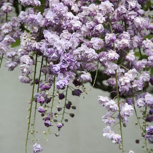 Wisteria floribunda &#39;Violacea Plena&#39;, Purple Japanese wisteria, double flowers. HIGH germination rate! 10-50 fresh seeds 2024