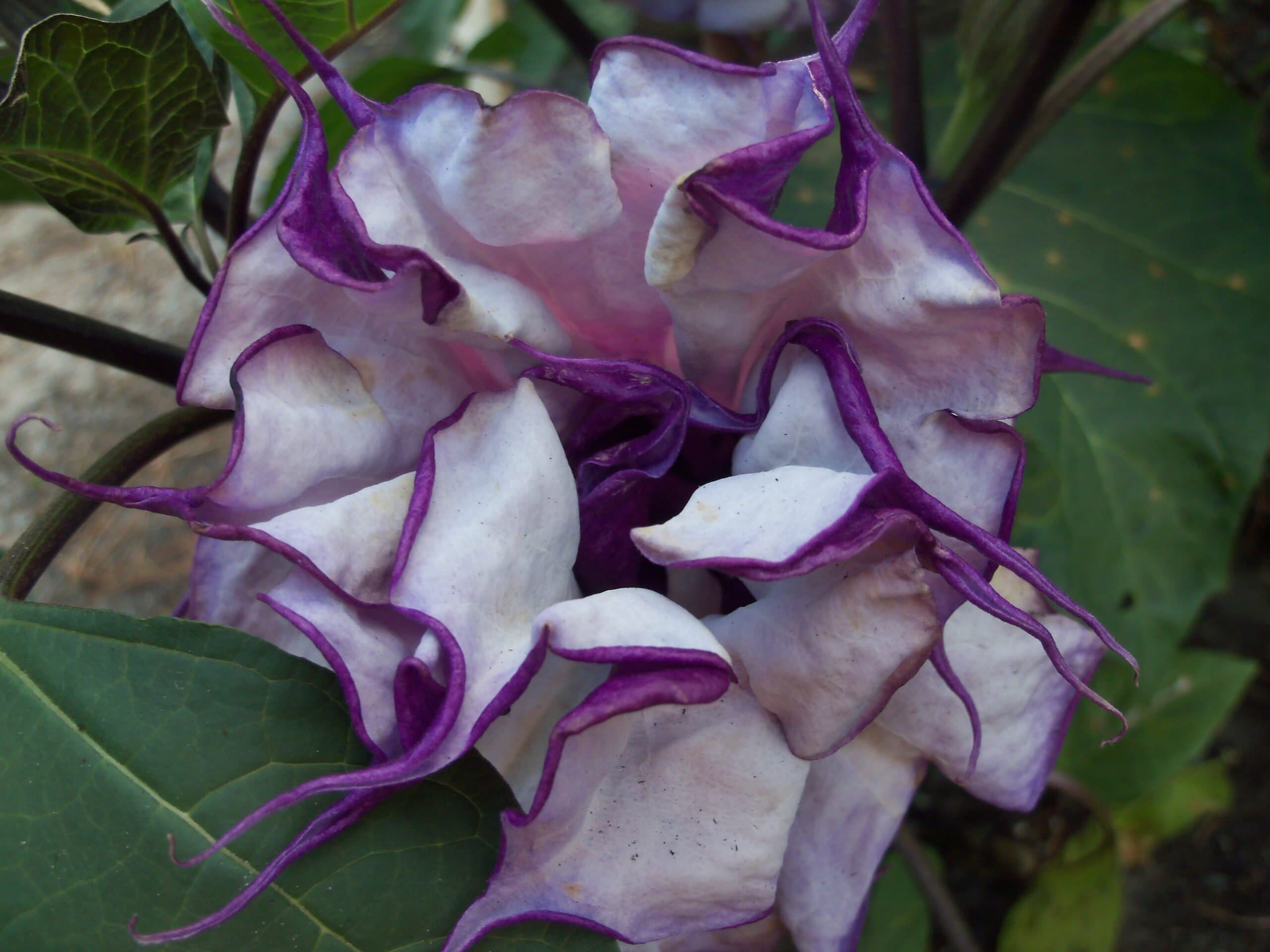 Purple datura - Etsy 日本