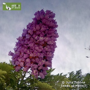 Jacaranda mimosifolia, Jacaranda blu, poui nero, Nupur o albero di felce. 50/100 semi freschi aprile 2024