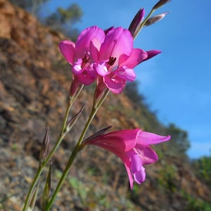 Gladiolus illyricus, Wild gladiolus, 25-100 seeds, fresh seeds July 2025