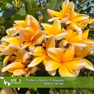 Plumeria Rubra, Frangipani &quot;Raphin Yellow&quot;, 5 verse zaden 2025 uit Thailand. De favoriet van de koper!