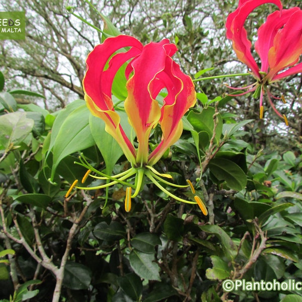 Gloriosa superba, Gloriosa lily, Flame lily, Fire lily, Glory lily, Tiger claw, beautiful vine,  20 fresh seeds