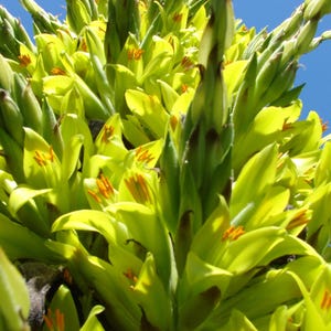 Puede incluir: Primer plano de un grupo de flores de color amarillo verdoso vibrante con estambres naranjas, sobre un cielo azul claro. La imagen destaca los intrincados detalles de la estructura de la planta, mostrando su belleza natural.