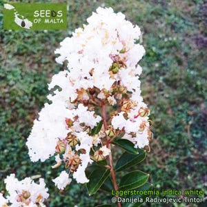 Lagerstroemia indica, Crepe myrtle White, Fast growing shrub or tree, 30-100 fresh seeds November 24