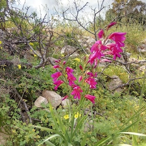 Gladiolus communis, G.segetum, Eastern gladiolus, Ħabb il-qamħ tal-blat, 25-100 seeds, June 2025