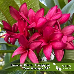 Plumeria Rubra, Frangipani &#39;Jean Moragne SR&#39;. Grote geurende bloemen! 5 verse zaden 2025 uit Thailand.