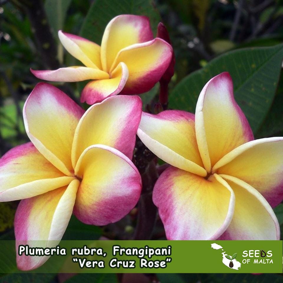 Plumeria seeds - Etsy 日本