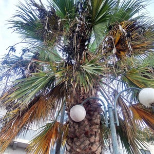 Washingtonia filifera, Wüstenfächerpalme, Kalifornische Fächerpalme, Kalifornische Palme, 30-1000 frische Samen, November 2024