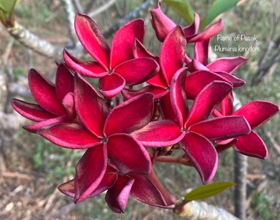 10 Semillas De Plumeria Roja (Frangipani) - Fácil Cultivo - Ideal Para Jardín O Maceta
