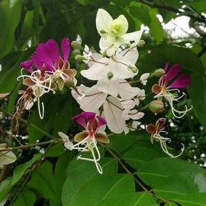 Lysidice rhodostegia, Yihua, Miriam Blume 10 Samen. Schöner schnellwachsender blühender Baum aus China. Frische 2024-Samen, neuer Vorrat!