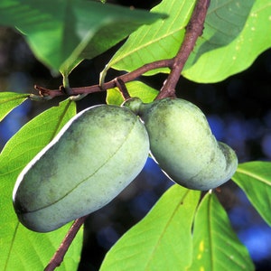 Asimina triloba, Paw Paw, resistencia USDA 5-8 (-25 °C), ¡La fruta más grande de América, de aspecto tropical! 10-50 semillas