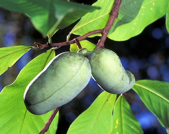 Asimina triloba | Papaye / Papaye | Arbre fruitier rustique | Fruits comestibles rares d'Amérique du Nord | Graines fraîches stratifiées 10/50 graines