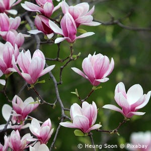Magnolia x soulangeana, Saucer magnolia, Tulip tree, large white-pink flowers, fast growing, suitable for temperate climate, 10 fresh seeds