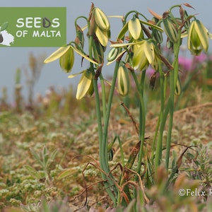 Albuca juncifolia, Rushleaf Tamarak, Drooping slime Lily, Rare succulent South Africa, easy to grow, 20 seeds