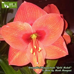 Hippeastrum, Amaryllis, very rare variety Gold Medal! 10 fresh seeds from passionate collector and grower, July 2024