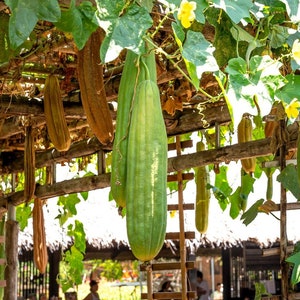 Natural Luffa Plant Seeds - Sponge Plant Aegyptica / Cylindrica / Craft / Loofah TCM Si Gua Herb Medicinal Apothecary Climber Plant Seeds