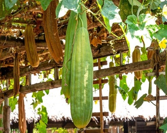 Graines naturelles de plantes de Luffa - Plante éponge Aegyptica / Cylindrica / Artisanat / Loofah TCM Si Gua Herb Graines de plantes grimpantes apothicaire médicinales