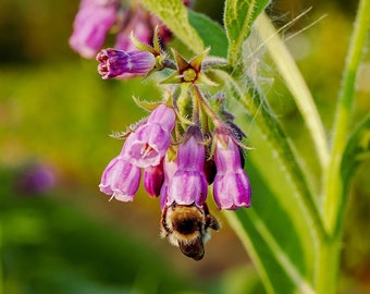 Graines de grande consoude - Super plante / Consoude commune / Symphytum officinale / Knitbone / Aliment naturel pour poulet / Super graines de plantes de permiculture