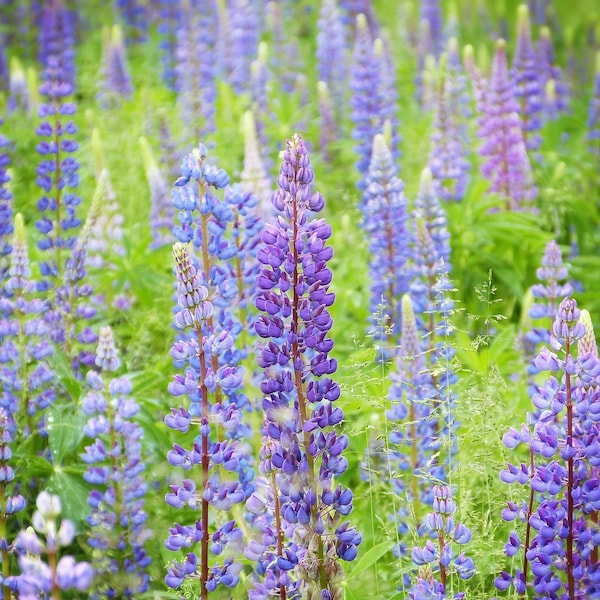 Graines de lupin vivaces sauvages - Lupinus / Lupin / Bluebonnet Flower / Quaker Bonnets Famille de légumineuses - Conditionneur de sol naturel et fixateur d'azote