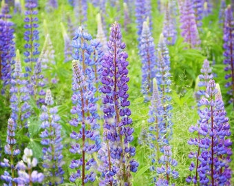 Wild Perennial Lupin Seeds - Lupinus / Lupine / bluebonnet Flower / Quaker Bonnets Legume Family -Natural Soil Conditioner & Nitrogen Fixer