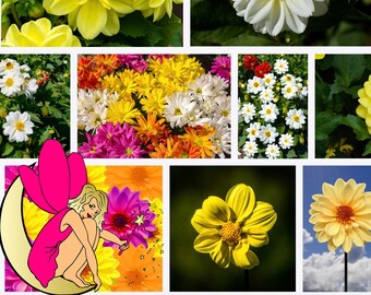 Dwarf Dahlia Garden Flower Seeds - Double and semi-double FlowerHeads / Figaro Dahlias / NON GMO Flower Seeds