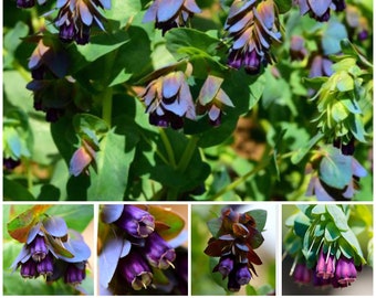 Cerinthe Honey Blue Seeds - Blue Shrimp / Honeywort Flower Seeds / Major Pupurascens / Fast Growing Drought Resistant / Blue Wax Flower