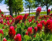Red Crimson Clover Seeds - Nitrogen Fixer - Trifolium Incarnatum - Known as Crimson Clover or Italian Clover - Excellent Companion Plant