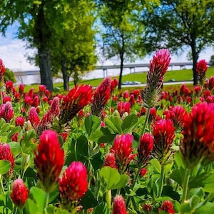 Puede incluir: Un campo de flores de trébol rojo en plena floración. Las flores están agrupadas en un denso parche, creando una alfombra roja vibrante. El fondo presenta un cielo azul con nubes blancas y un puente en la distancia.