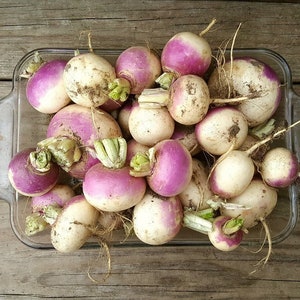 Könnte beinhalten: Eine Glasschale gefüllt mit einer Auswahl an violetten und weißen Rüben. Die Rüben sind in einem zufälligen Muster angeordnet und einige haben grüne Blätter.
