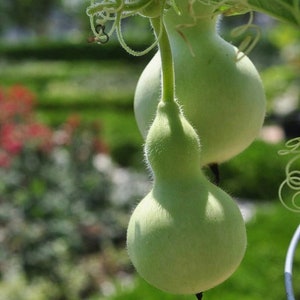 Semi di zucca BirdHouse o bottiglia - Lagenaria Siceraria / Calabash / Fagiolo della Nuova Guinea / Fagiolo della Tasmania - Bird House Craft Seeds - SPEDIZIONE GRATUITA