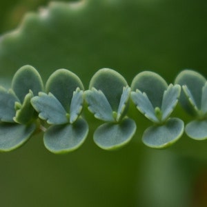May include: A close-up of a green succulent plant with small, round leaves growing in a row.