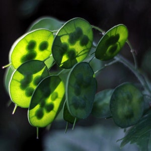 Lunaria Flower Seeds - Honesty / Dollar Plant / Money Plant / Moneywort / Moonwort / Popes Currency & Silver Dollar Plant Seeds
