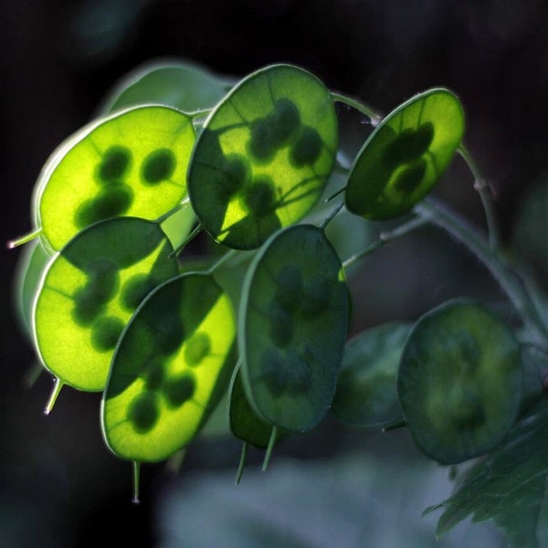 Lunaria bloemzaden - eerlijkheid / Dollar Plant / geld Plant / Moneywort / Moonwort / pausen valuta & Silver Dollar plantenzaden