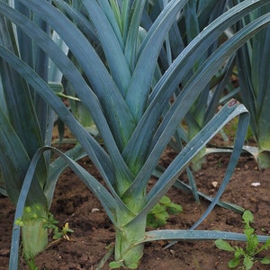 May include: A close-up of a field of leeks, showing the long, green leaves of the vegetable. The leaves are arranged in a radial pattern, with the base of the leeks visible at the bottom of the image.