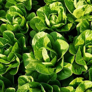 May include: A close-up view of a field of lush green romaine lettuce. The lettuce is growing in rows and is ready to be harvested.