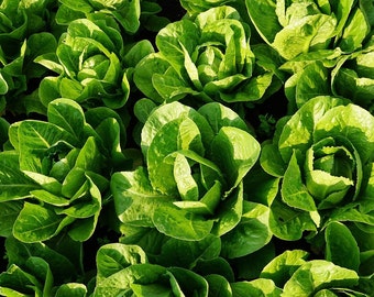 Parris Island Cos Romaine Lettuce Seeds - Heirloom since 1952 / Grow Romaine Hearts Save Hundreds of Dollars / Romaine Cos Lettuce Seeds