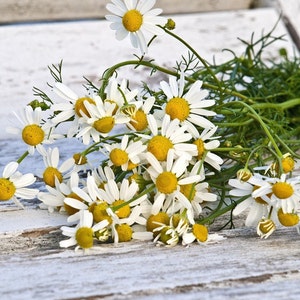 Peut inclure: Gros plan sur un bouquet de marguerites aux pétales blancs et aux centres jaunes. Les fleurs sont disposées sur une surface en bois blanc vieilli, avec des tiges et des feuilles vertes visibles. L'image est bien éclairée, mettant en valeur les détails des fleurs.