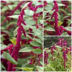 以下が含まれることがあります： 赤いヒユの花の房のクローズアップ。別名、恋の涙。緑の葉も写っている。花は長く、細く、羽毛のような質感です。