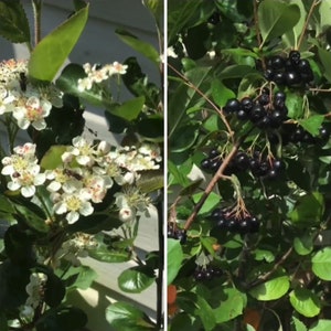 ARONIA BLACK CHOKEBERRY Seeds - Aronia Melanocarpa / Berry Shrub Ground Cover Fruit Berry Plant Prevents Land Erosion - Rare 10 Barry Seeds