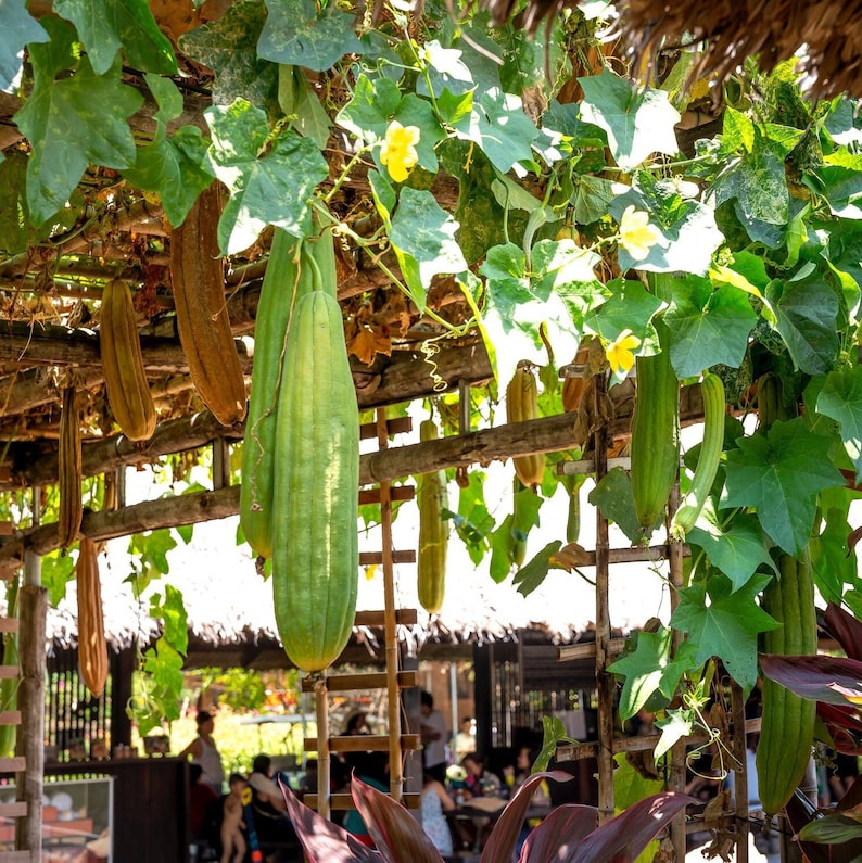 Natural Luffa Plant Seeds Sponge Plant Aegyptica / Etsy Canada