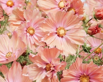 Ponad 20 nasion kosmosu pierzastego (Appricotta Cosmos) – Cosmos bipinnatus / Kwiaty jednoroczne / Bukiety / Świeżo cięte kwiaty / Przyjazne dla zapylaczy / Kwiaty rabatowe