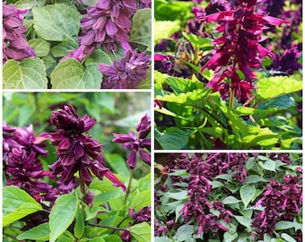 PURPLE DWARF SALVIA Seeds - Mauve Purple Scarlet Sage Compact Flowers - Tubular Flowers for Attracting Hummingbirds to Garden