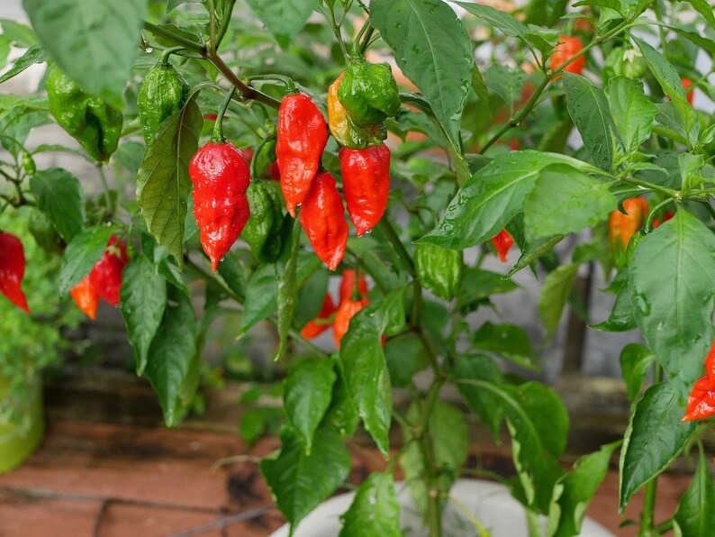 HOT GHOST PEPPER Seeds - Bhut Jolokia / Sizzling Hot / One of the ...
