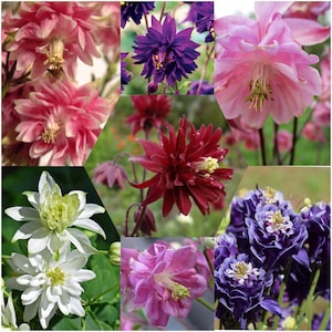 Semillas de Aquilegia vulgaris (flor de helecho del bosque)