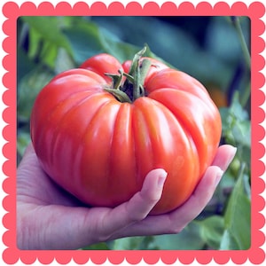 Peut inclure: Une grosse tomate rouge, de variété ancienne, avec une couleur profonde et riche et une texture légèrement bosselée. La tomate est tenue dans la main d'une personne.